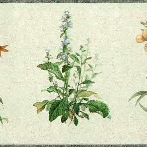 Botanical Floral Vintage Wallpaper Border DU2103B Kitchen FREE Ship