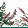 Waverly botanical vintage border, ferns, flowers, green, rose, taupe, cottage, wallpaper border