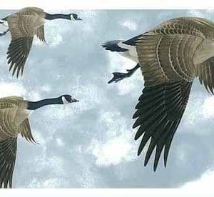 Geese Vintage Wallpaper Border Glen Loates Sky GL76374 FREE Ship