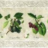 Cream Fruit Botanical Wallpaper Border with French Script and scrolled edges